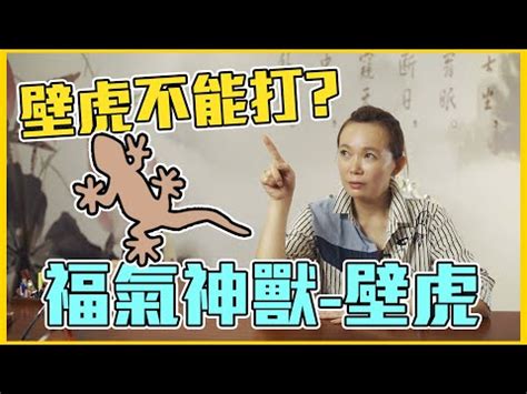 壁虎叫風水|房間壁虎多？風水師解答